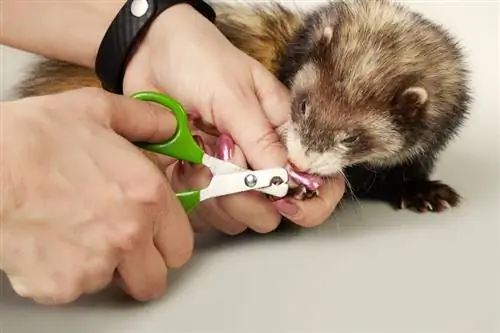 Paano Mag-trim ng Ferret Nails: 8 Easy Steps