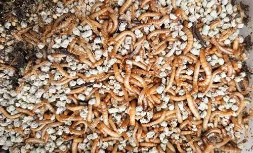 Kako uzgajati crve brašnare: vodič korak po korak (sa slikama)