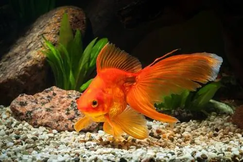 41 факт о золотой рыбке, который вас удивит