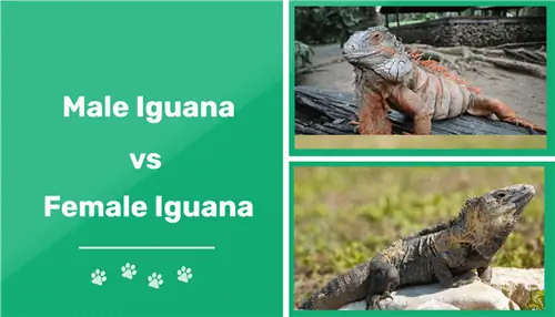 Kuidas teha vahet isase & emase iguaani vahel (koos piltidega)