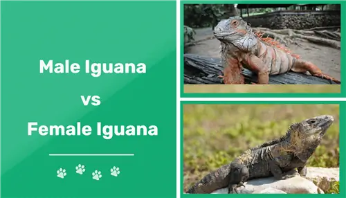 Hoe om die verskil tussen manlike & vroulike iguanas te vertel (met foto's)