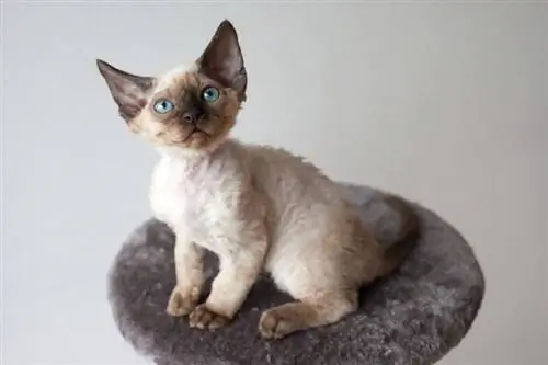 15 fascinerende fakta om Devon Rex Cats: Opprinnelse, utseende & Mer