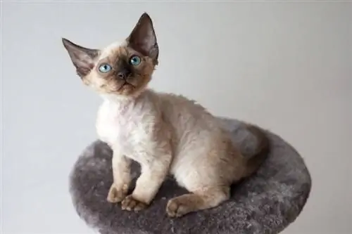 15 fapte fascinante despre pisicile Devon Rex: origine, aspect & Mai mult