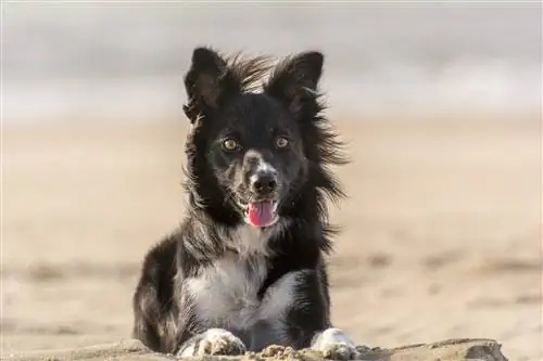 Bãi biển Virginia có thân thiện với chó không? Trên & Chính sách trái mùa