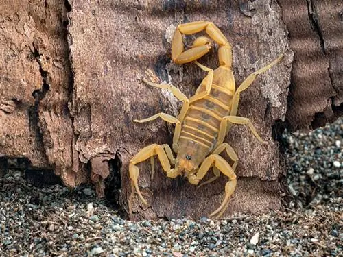 2 Escorpiones encontrados en Nuevo México (Con imágenes)