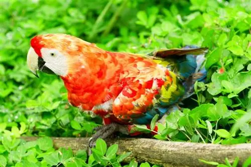 Ruby Macaw: Origin, Colours, Care & รูปภาพ