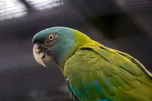 Կապույտ գլխով (Coulon’s) Macaw: Traits, History, & Խնամք (նկարներով)