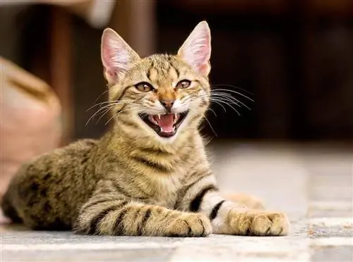 25 maneres en què el vostre gat es comunica amb vos altres: fets aprovats pel veterinari
