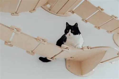 7 Awesome DIY Cat Stair Plans You Can Make Today (Nrog duab)