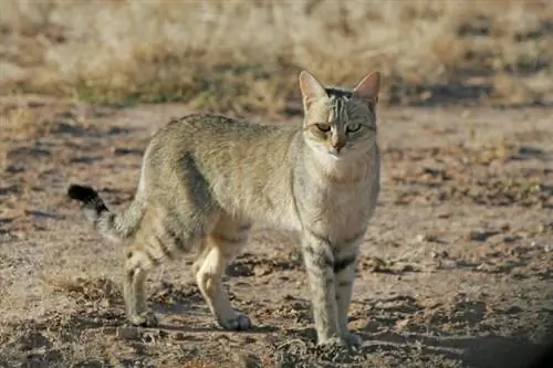 125 African Cat Names: Cim & Ntxim nyiam xaiv rau koj tus tsiaj