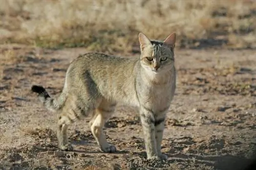 125 Nama Kucing Afrika: Unik & Opsi Menarik untuk Hewan Peliharaan Anda