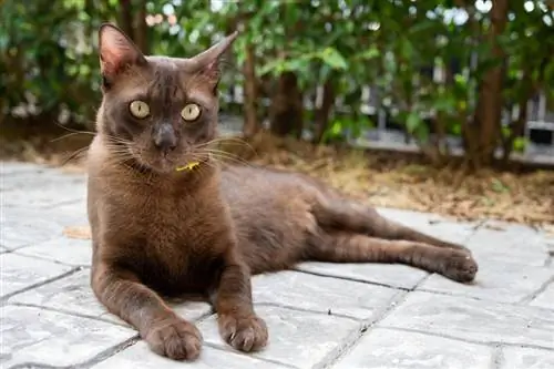 Más de 150 nombres de gatos indios: opciones exóticas para tu mascota (con significados)