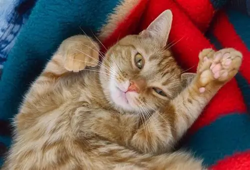 120+ Polydactyl Cat անունները. Եզակի & Հետաքրքիր տարբերակներ Ձեր ընտանի կենդանու համար