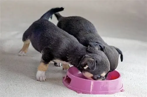 10 geriausių čihuahua šuniukų ėdalų 2023 m. – Atsiliepimai & populiariausias pasirinkimas