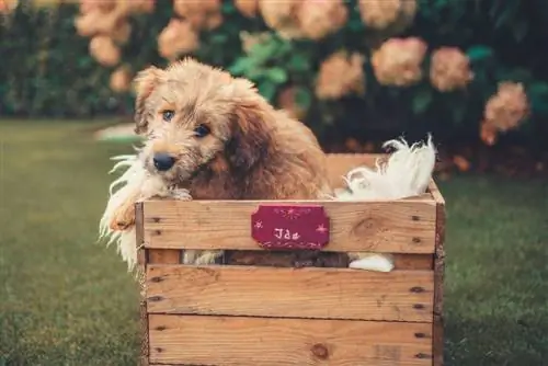 14 DIY σχέδια για κάλυμμα κιβωτίων για σκύλους που μπορείτε να φτιάξετε σήμερα (με εικόνες)
