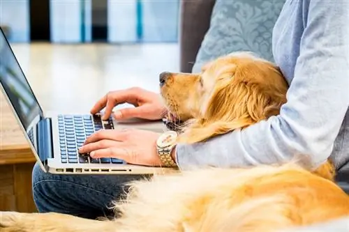 Com mantenir un gos ocupat mentre treballa des de casa: 16 consells d'experts