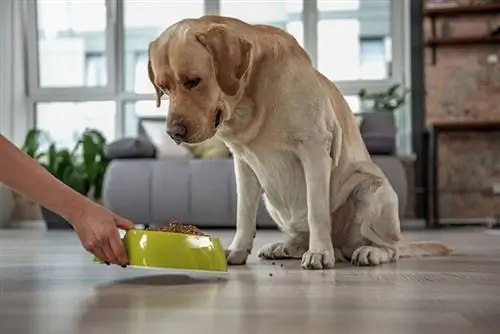 Ar daug b altymų turintis šunų maistas gali sukelti viduriavimą? Veterinarijos patvirtinti faktai & DUK