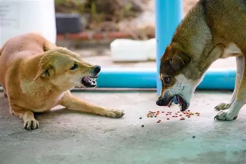 Táplálkozási agresszió kutyáknál: Állatorvos által jóváhagyott jelek, okok & Megoldások