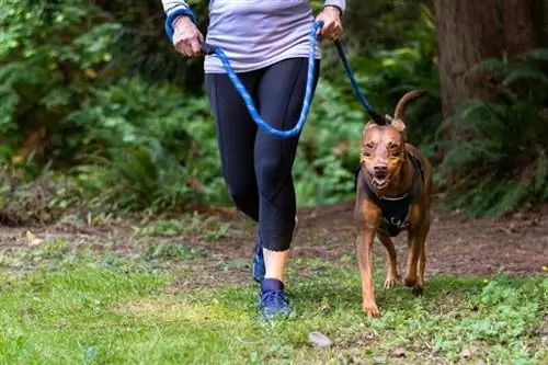 როგორ ჩაიცვით მარტივი სასეირნო ძაღლის აღკაზმულობა: 6 მარტივი ნაბიჯი
