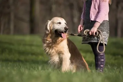 10 motivi per cui gli animali domestici sono ottimi per i bambini: fatti & Domande frequenti