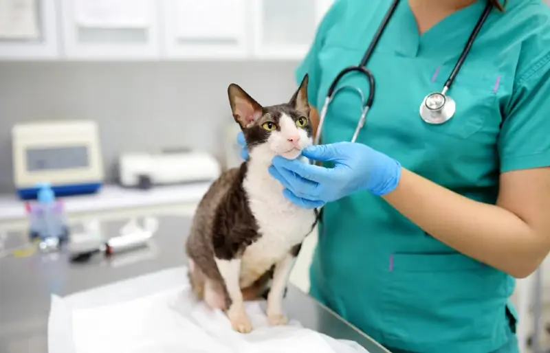 Blocaj intestinal la pisici: cauze examinate de veterinar, semne & Îngrijire