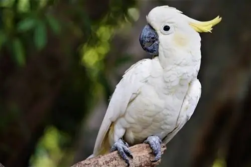 Aina 21 za Aina ya Cockatoo & Rangi (pamoja na Picha)