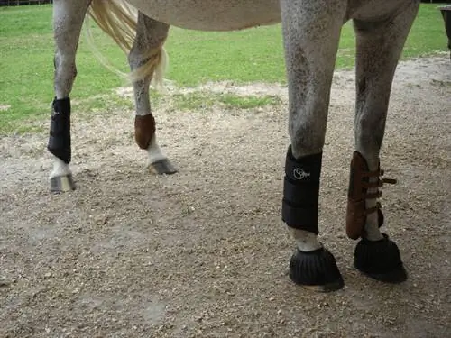 8 Best Horse Bell Boots 2023 – Recensioner & Toppval