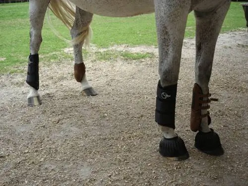 8 Las mejores botas con campanas para caballos de 2023 – Reseñas & Las mejores selecciones