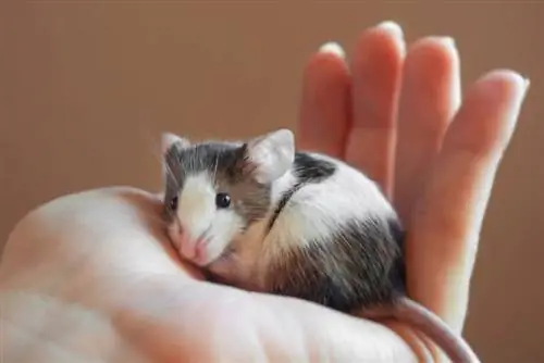 4 често срещани заболявания на домашни мишки & Здравословни проблеми (Отговор на ветеринар)