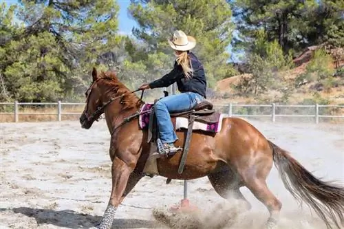 ¿Las sillas de montar dañan a los caballos? silla de montar vs bareback