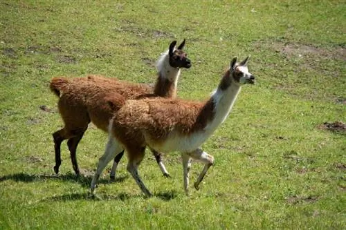 Ano ang Kinakain ng Llamas sa Wild at Bilang Mga Alagang Hayop?