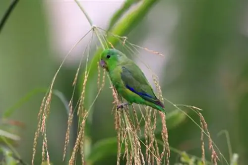 Gumagawa ba ng Magagandang Alagang Hayop ang Parrotlets? Mga Katotohanan & Mga Tip sa Pangangalaga