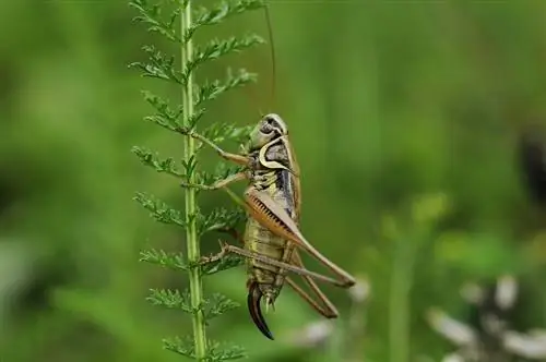 ছবি