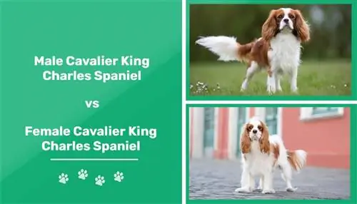 Mand vs Kvinde Cavalier King Charles Spaniels: Forskellene (med billeder)