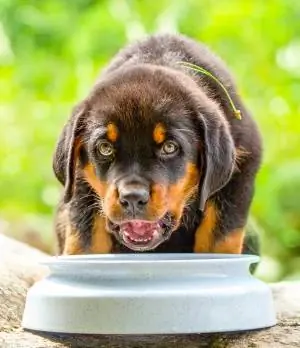 10 საუკეთესო ძაღლის საკვები როტვეილერებისთვის 2023 წელს – მიმოხილვები & საუკეთესო არჩევანი