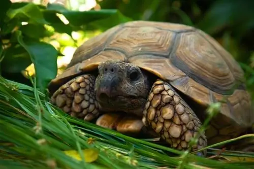 Die 15 besten Pflanzen für den Lebensraum von Schildkröten (mit Bildern)