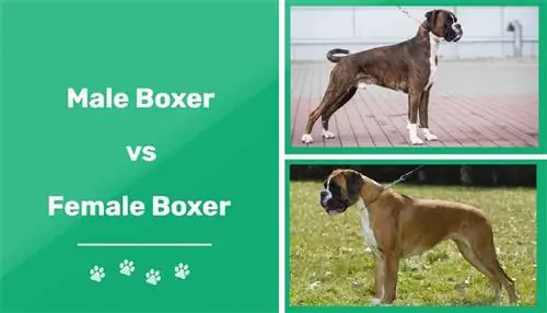 Männlicher vs. weiblicher Boxerhund: Was ist der Unterschied (mit Bildern)