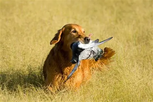 Sunt Golden Retriever câini buni de vânătoare? Tot ce trebuie să știți