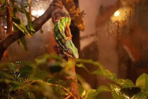 Potřebují chameleoni tepelné lampy? Průvodce péčí o plazy