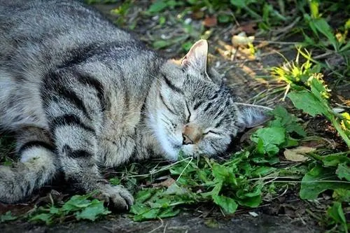 बिल्लियाँ कैटनीप में लोटना क्यों पसंद करती हैं? तथ्य, & अक्सर पूछे जाने वाले प्रश्न