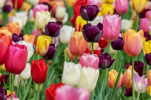 I tulipani sono tossici per i gatti? Fatti esaminati dal veterinario & Domande frequenti