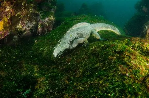 Sa kohë mund të qëndrojnë iguanat nën ujë? A mund të marrin frymë nën ujë?