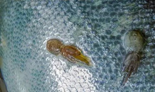 Goldfish Lice & Анкерлік құрт: белгілері, емдеуі және алдын алу