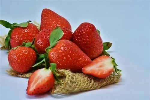 क्या इगुआना स्ट्रॉबेरी खा सकते हैं? आपको क्या जानने की आवश्यकता है