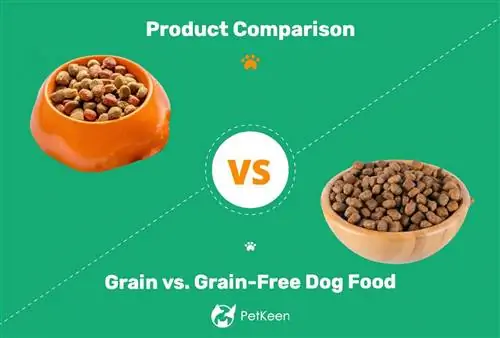 อาหารสุนัขแบบธัญพืช vs อาหารสุนัขแบบไม่มีธัญพืช: แบบไหนดีกว่ากัน?