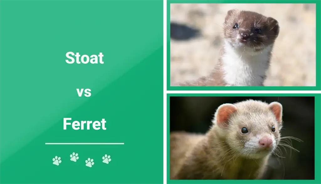 Stoat vs. Ferret: Wat is die verskil? (Met prente)