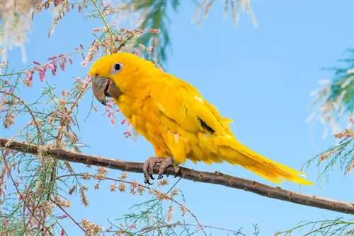 Golden Conure: Cov duab, Cov ntaub ntawv, Cov yam ntxwv, thiab Phau Ntawv Qhia Kev Kho Mob