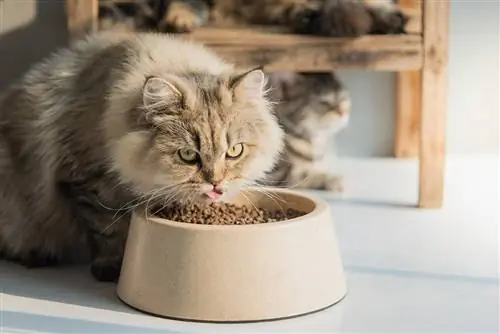 7 meilleurs aliments pour chats riches en calories pour la prise de poids en 2023 – Avis &
