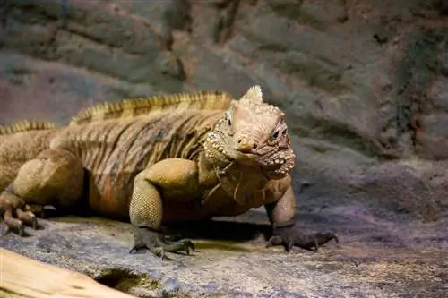 Is Iguanas gevaarlik? Wat jy moet weet