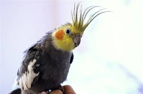 100+ Nama Cockatiel: Ide untuk Burung Cerah & Burung Lucu